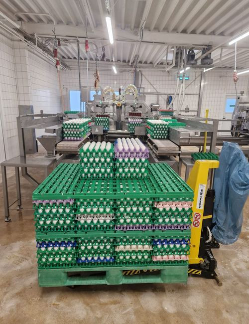 Der Food-Produzent verarbeitet wöchentlich 3,5 Mio. Eier – hier auf dem Weg in die Eieraufschlagmaschine.